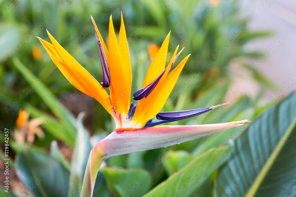 Close up Crane flower or Strelitzia reginaei Close up Crane flower or Strelitzia reginaei