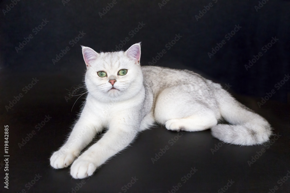 Obraz premium White cat lying on isolated black background