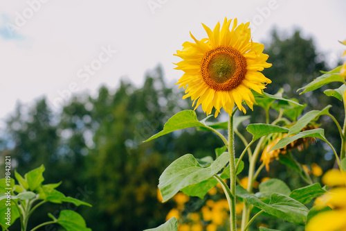 Fototapeta Naklejka Na Ścianę i Meble -  Lonely sunflower on the farm parcel. Agriculture concept
