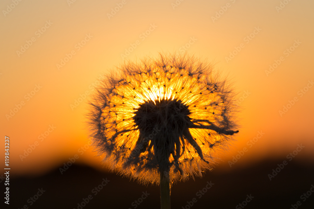 Dandelions in meadow at red sunset