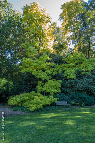 Bench And Green Leaves 2