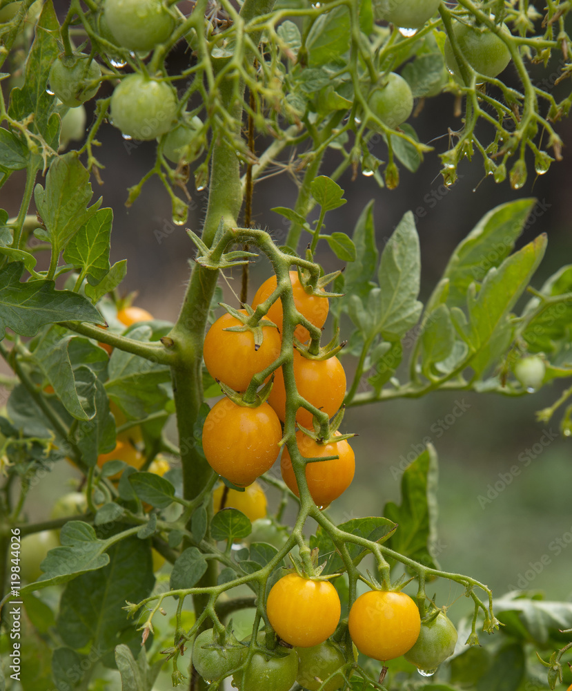 Branch of tomatoes Branch of tomatoes