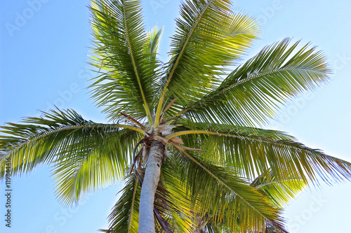 Wallpaper Mural Palmen-Krone in der Karibik Torontodigital.ca