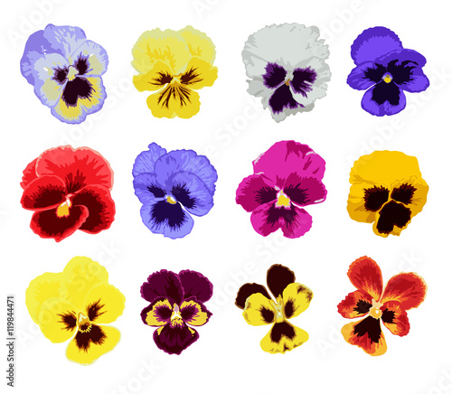 hand drawn pansy set