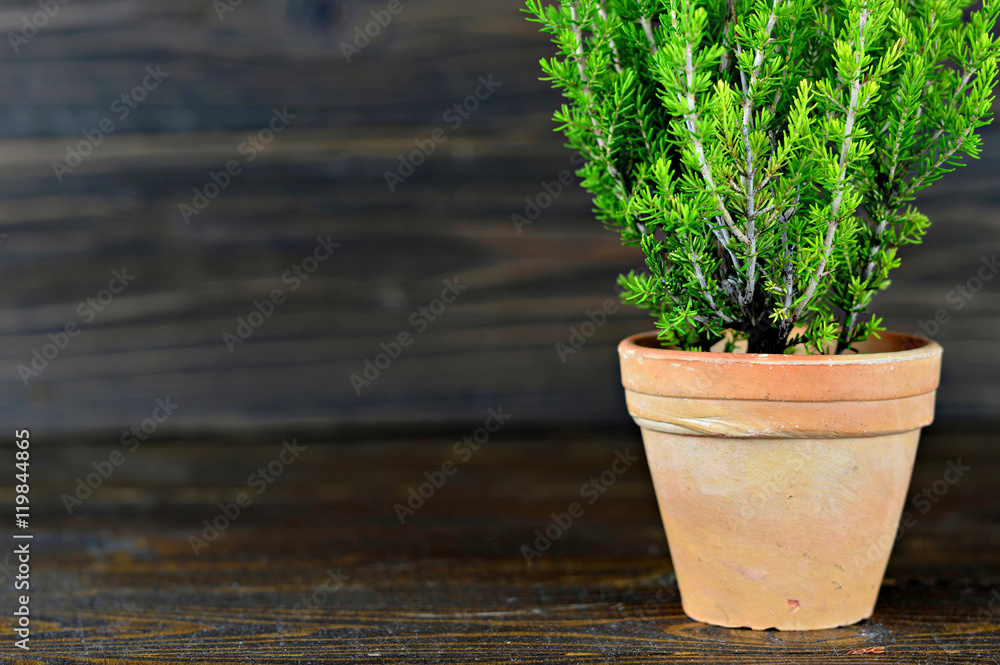 Christmas tree in clay pot on wooden background with copy space Christmas tree in clay pot on wooden background with copy space