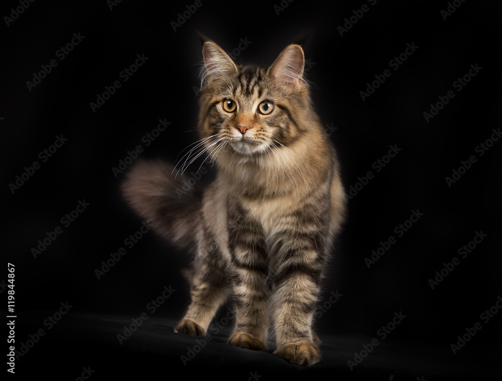 Purebred Maine Coon cat isolated on black background