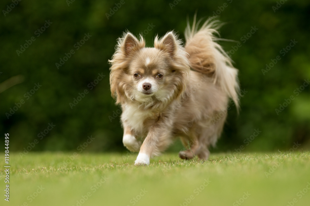Small Chihuahua Dog