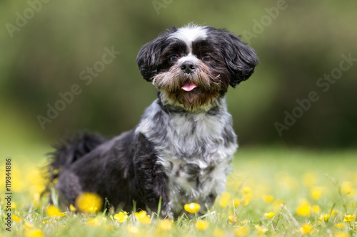 Canvas-taulu Bichon havanese dog outdoors in nature