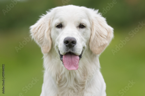 Happy and smiling Golden Retriever dog