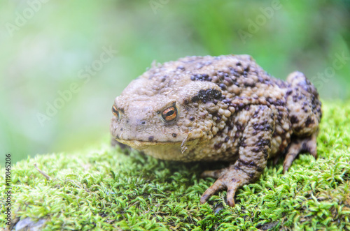 Common Toad  Bufo bufo on moss in forest