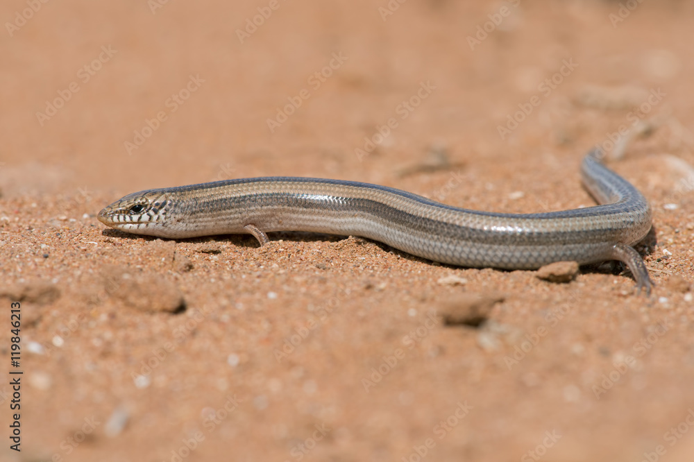 Small Three-toed Skink (Chalcides Minutus)/ Small Three-toed Skink in Moroccan desert Small Three-toed Skink (Chalcides Minutus)/ Small Three-toed Skink in Moroccan desert