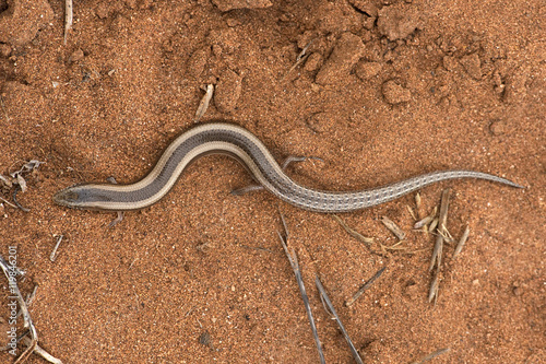 Small Three-toed Skink (Chalcides Minutus)/ Small Three-toed Skink in Moroccan desert