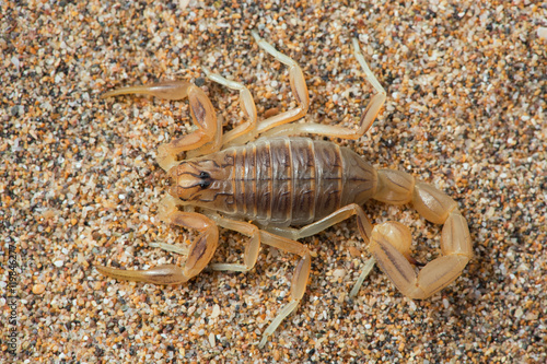 Common Yellow Scorpion (Buthus Occitanus)/Close up of Common Yellow Scorpion