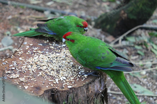 Kakariki Bird photo