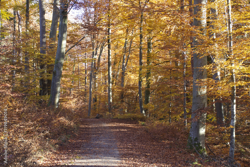 Obraz premium Herbststimmung