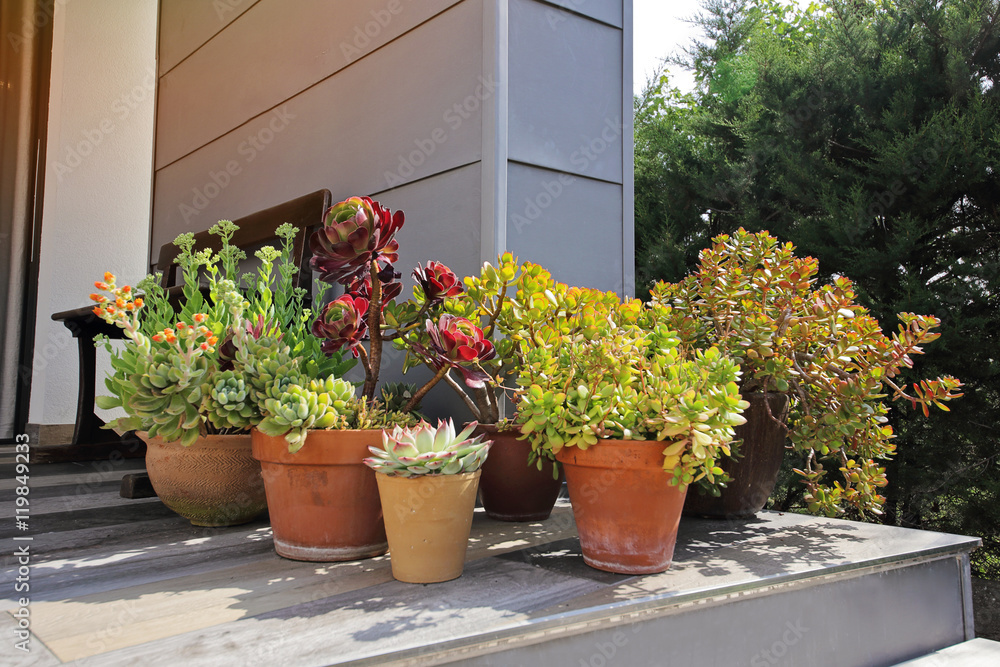 assortiment plantes grasses en pot sur terrasse maison au soleil
