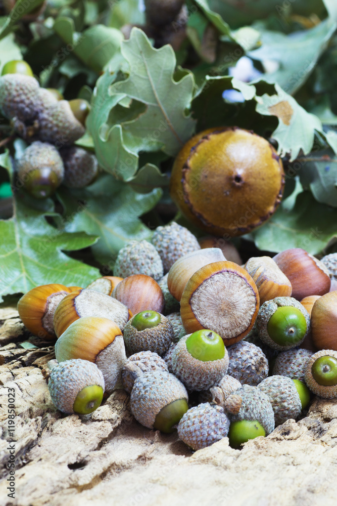 Hazelnuts and Acorns StockFoto Adobe Stock