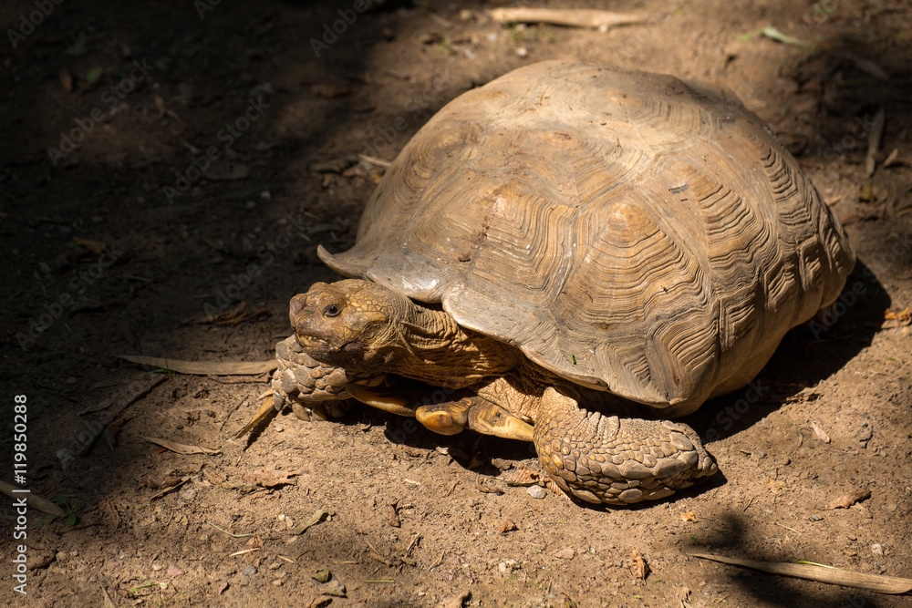 African spurred tortoise is one of the largest species of tortoise in the world. North West African wildlife. Amazing huge turtle. African spurred tortoise is one of the largest species of tortoise in the world. North West African wildlife. Amazing huge turtle.