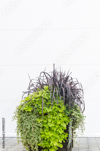 Great white wall, large pots of flowers in front of a white wall, the background for the text