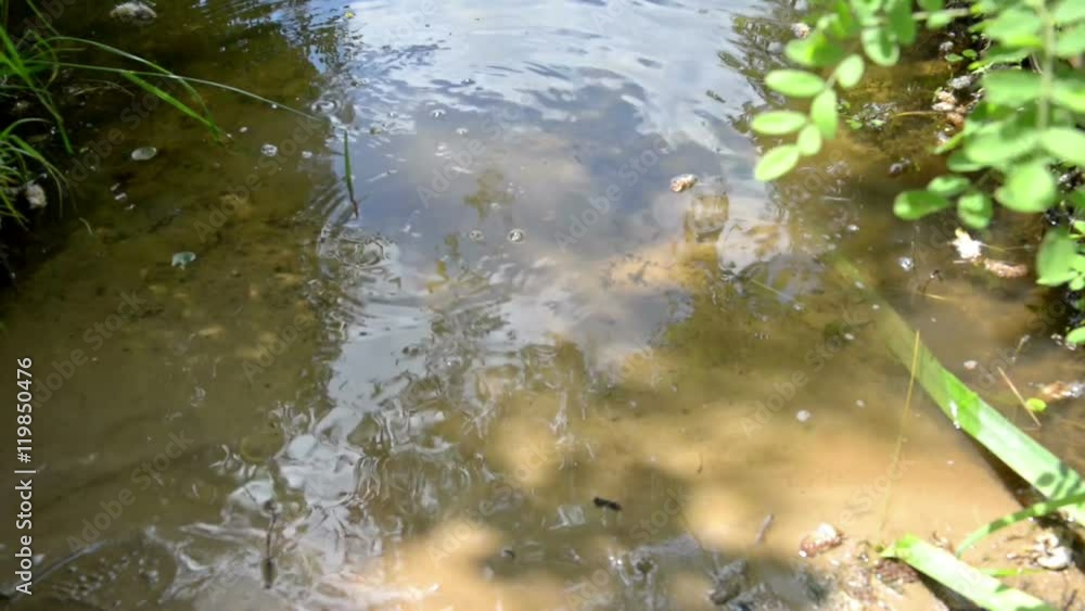 Released small turtle swims away to pond water from a coast Released small turtle swims away to pond water from a coast