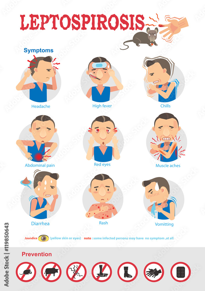 Leptospirosis symptoms and prevention of vector cartoon illustration. Leptospirosis symptoms and prevention of vector cartoon illustration.