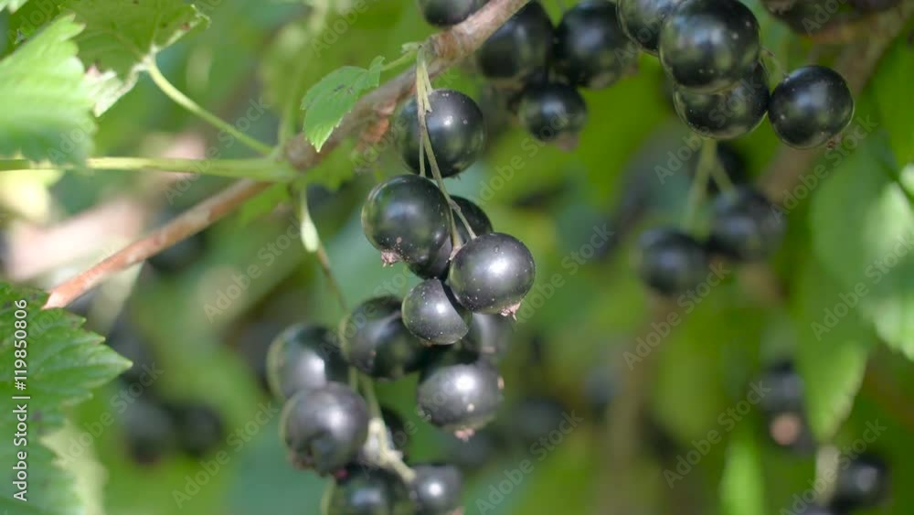 A blackcurrant berry tree with a purple fruit. The blackcurrant is a woody shrub in the family Grossulariaceae grown for its piquant berries. A blackcurrant berry tree with a purple fruit. The blackcurrant is a woody shrub in the family Grossulariaceae grown for its piquant berries.