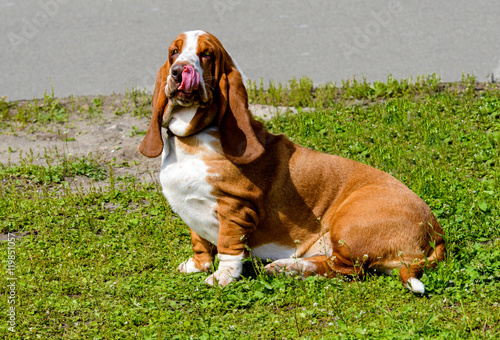 Basset Hound looks. The Basset Hound is on the grass in the park. photo