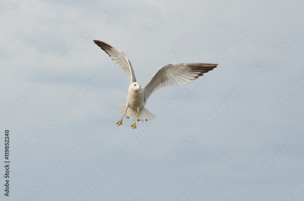 Seagull Seagull