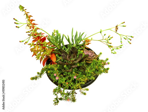 Succulent plants in a pot