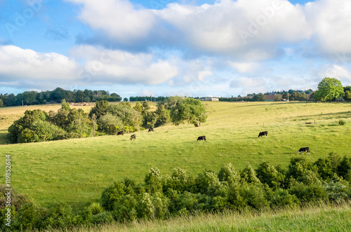 New Zealand peaceful farmland and grazing cows
