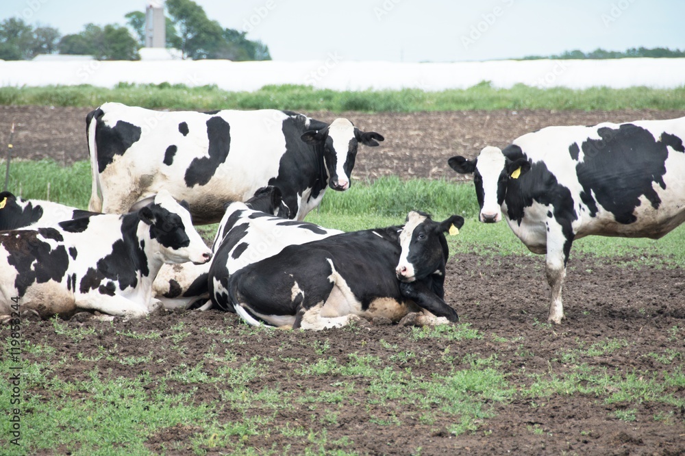 Holstein Cattle