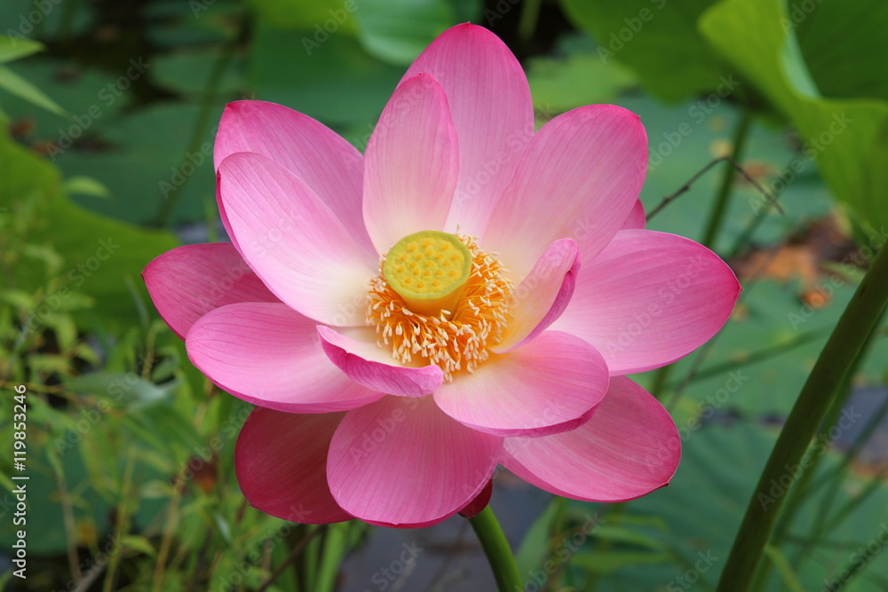 Flower of lotus Komarova / Lotus Far East, which is also called a lotus Komarov. It named the plant after the famous botanist - Vladimir L. Komarov Flower of lotus Komarova / Lotus Far East, which is also called a lotus Komarov. It named the plant after the famous botanist - Vladimir L. Komarov
