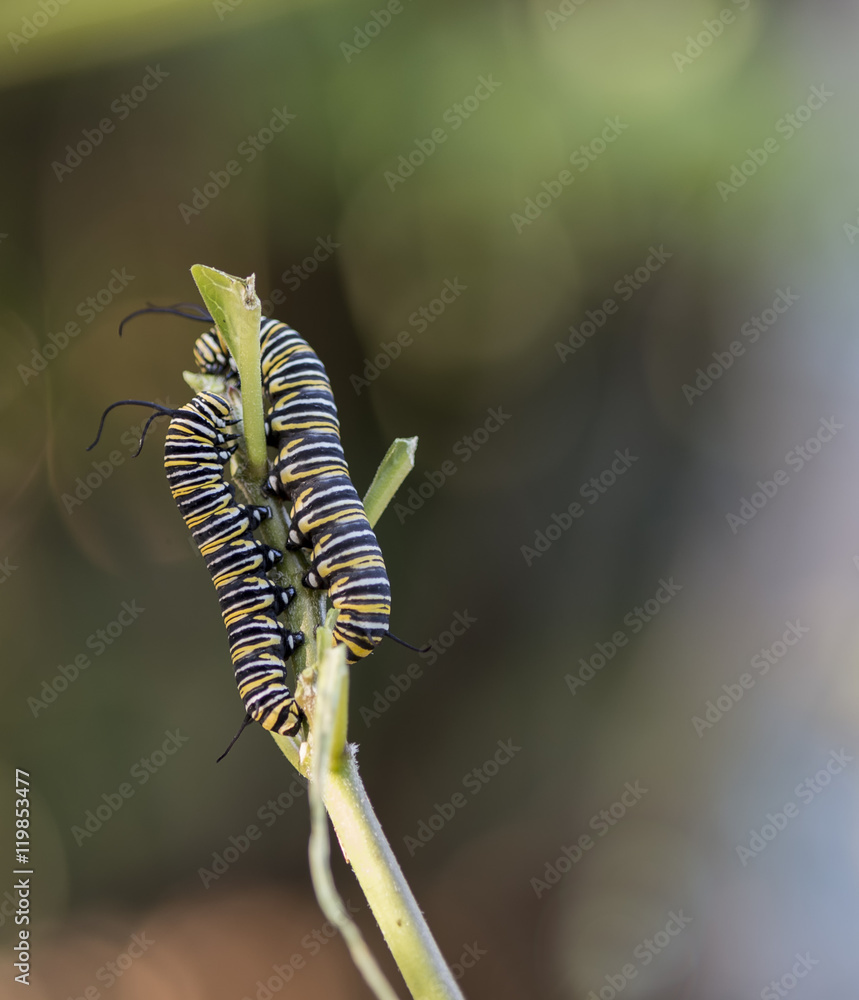 Pair of Monarch Caterpillars entwine atop Butterfly Weed, Portra