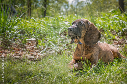 Fotografie Hanoverian Hound puppy laying in the grass