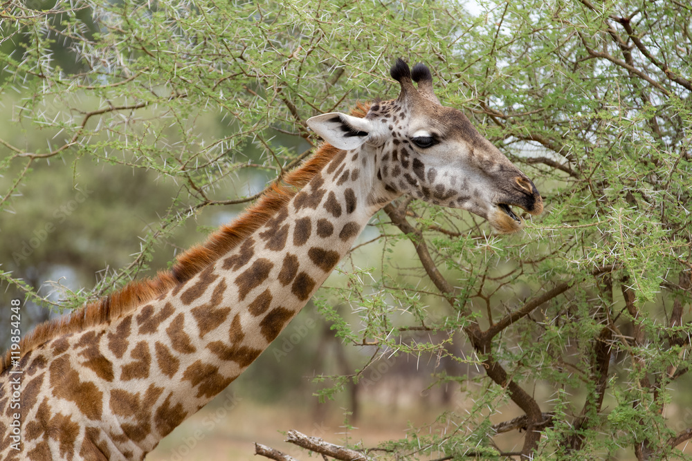 Obraz premium Giraffes