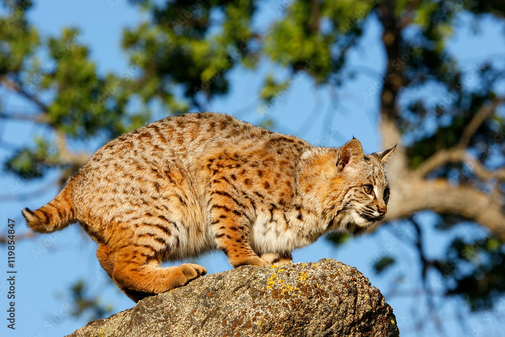 Obraz premium Bobcat standing on a rock