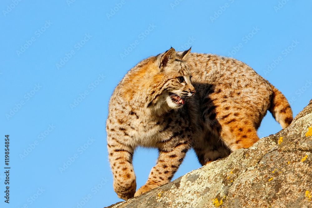 Obraz premium Bobcat standing on a rock