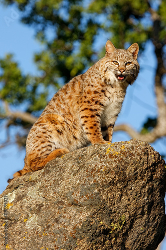 Fototapeta Naklejka Na Ścianę i Meble -  Bobcat sitting on a rock