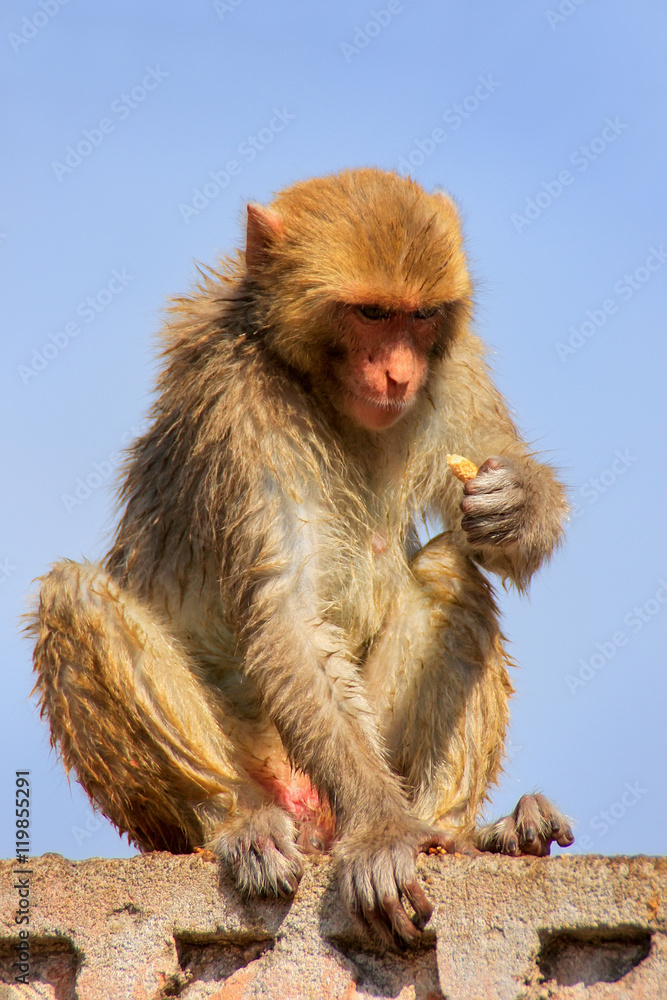 Naklejka premium Wet Rhesus macaque sitting on a stone wall in Jaipur, Rajasthan,