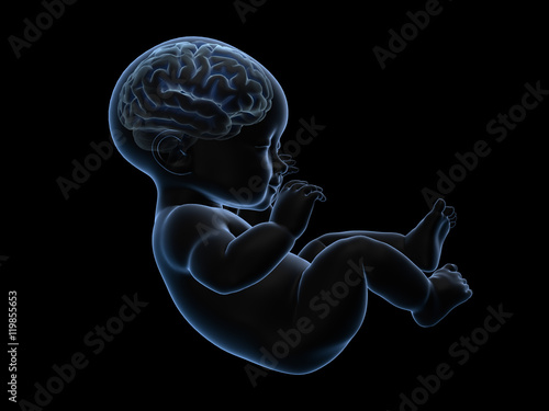 3d rendering x-ray of baby with brain inside.
