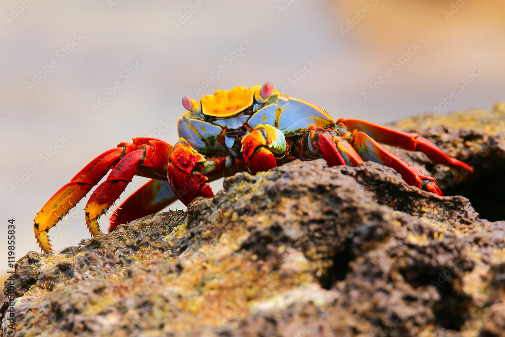 Sally lightfoot crab feeding on Chinese Hat island, Galapagos Na Sally lightfoot crab feeding on Chinese Hat island, Galapagos Na