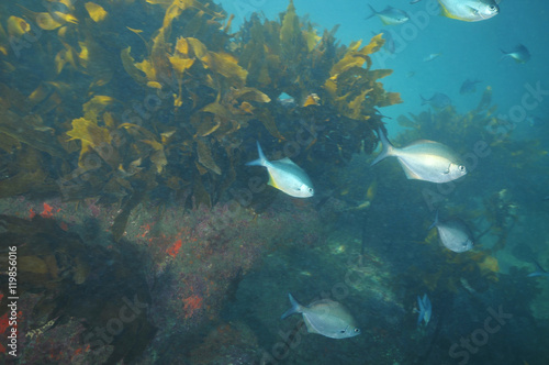 School of blue maomao Scorpis violaceus in murky water near kelp covered rocky reef.