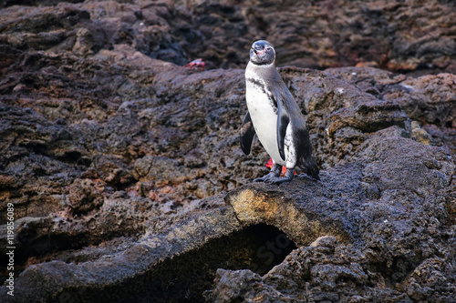 Galapagos Penguin standing on top of the lava tube on Bartolome photo