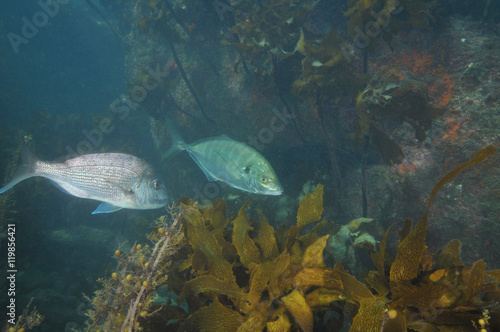 Australasian snapper and trevally among weeds of shallow water kelp forest.