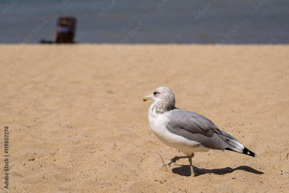 Birds on the beach, closeup of a gull walking on the beach
Birds on the beach, closeup of a gull walking on the beach
