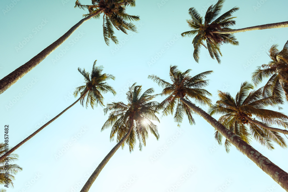 Naklejka premium Palm trees at tropical coast with vintage toned