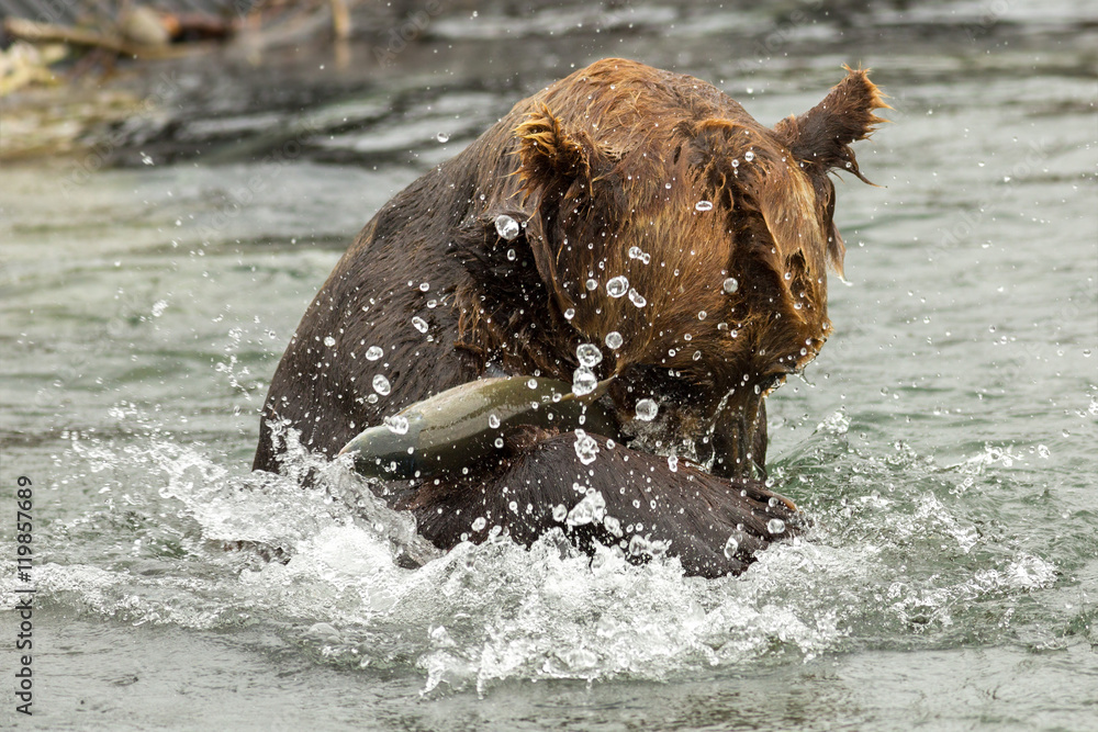 Fototapeta premium Brown bear trying to catch a fish on Kurile Lake.