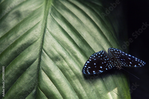 Butterfly sitting in the green leaves, Indonesia, Asia. Wildlife scene from forest.