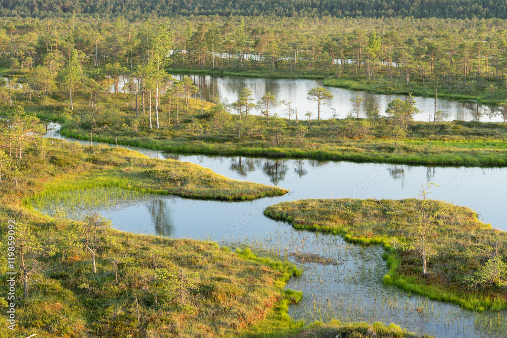 Swamp, birches, pines and blue water. Evening sunlight in bog. Reflection of marsh trees. Fen, lakes, forest. Moor in summer evening. Slough natural environment. Endla Nature Reserve, Estonia, Europe Swamp, birches, pines and blue water. Evening sunlight in bog. Reflection of marsh trees. Fen, lakes, forest. Moor in summer evening. Slough natural environment. Endla Nature Reserve, Estonia, Europe
