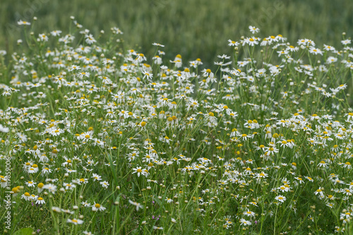 Corn chamomile blossom. Mayweed bloom. White blooming flowers in natural environment. Scentless chamomile flower. Anthemis arvensis, Asteraceae family.